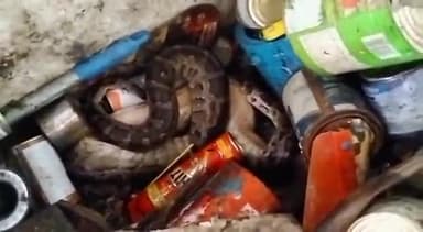 ऋषिकेश: एसटीपी प्लांट के पास कबाड़ी की दुकान के अंदर घुसा अजगर, वन विभाग ने किया रेस्क्यू