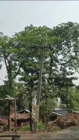 बरहरा: औराही में बिजली पावर सब ग्रिड के समीप बिजली के तार पर पेड़ गिरने से क्षेत्र में विद्युत सप्लाई हुई बाधित