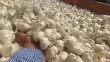 नीमच नगर: नीमच कृषि उपज मंडी में लहसुन की रही सामान्य आवक,  12400 बोरी तक दर्ज हुई आवक