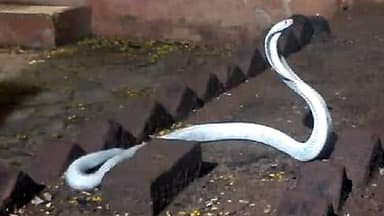 तमिलनाडु के शहर कोयंबटूर मैं एक ऐसा जीव निकला जिसे देख लोग हैरान रह गए डर भी गए यह सफेद कोबरा आमतौर पर कोबरा का रंग काला काला भूरा मिक्स होता है लेकिन एक कोबरा पूरी तरह से सफेद था सफेद कोबरा को वैज्ञानिक भाषा में अलविनो कोबरा कहते हैं