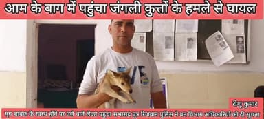 बुलन्दशहर : आम के बाग में पहुंचा जंगली कुत्तों के हमले से घायल मृग-छौना ।