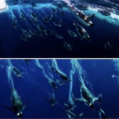 पेंगुइन ने पानी के अंदर भरी उड़ान के अंदर उड़ान भरते दिख रहे हैं दरअसल जेटू पेंगुइन में पाए जाने वाले प्रमुख जीव होते हैं इनकी खासियत होती है क्या पानी में सबसे तेज गति से स्विमिंग कर सकते हैं पानी में इनकी गति 35 किलोमीटर