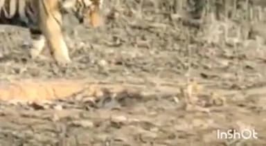 हटा: पन्ना टाइगर रिजर्व की अकोला रेंज में दिखा बाघ पी 213, आज बुधवार को वीडियो आया सामने