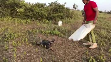 सिरोंज: क्षेत्र के अलग अलग स्थानों से रेस्क्यू किया गए 8 सांपों को स्नेक सेवर परवेज ने सुरक्षित जंगल में छोड़ा