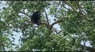 हटा: रसीलपुर गांव में पेड़ पर चढ़ा भालू, पुलिस व वन अमला मौके पर पहुंचा