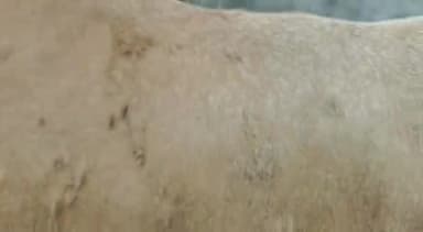 नैनवां: नैनवा में लोगों को गोवंशों में दिखे लंपी रोग के लक्षण, प्रशासन को दी गई सूचना