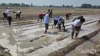 महसी: देवरायपुर में बीडीओ पैंट चढ़ाकर खेतों में घुसे,संरक्षित गोवंश के लिए रोपित किया नेपियर घास।