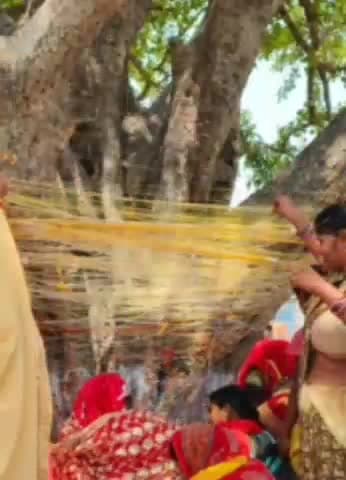 मोहम्मदी: मोहम्मदी में वट वृक्ष पूजा करके सुहागिनों महिलाओं ने मांगी अपनी पति की लंबी उम्र