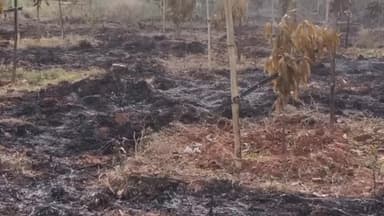 कांके: बुढ़मू स्थित जिला परिषद सदस्य के बागान में लगी आग, जले 200 से ज्यादा पेड़