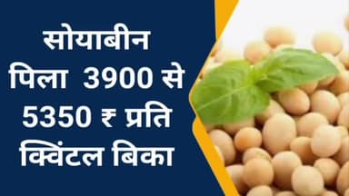 रतलाम नगर: 20 मई को यह है आज के कृषि उपज मंडी के भाव, सोयाबीन पीला ₹3900 से ₹5350 प्रति कुंतल बिका