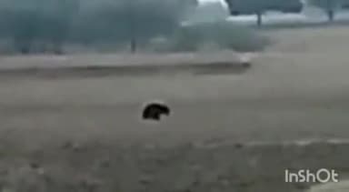 हटा: मड़ियादो बस्ती में दिखाई दिया भालू,लोगो मे दहशत का माहौल, वन विभाग को दी गई सूचना