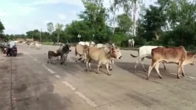 सिरोंज: ग्राम पंचायत देवी टोरी के पास गाय को बचाने में दुर्घटना ग्रस्त हुई मोटरसाइकिल,2 लोग हुए घायल