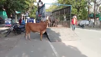 होशंगाबाद नगर: नर्मदा पुरम शहर के वीआईपी रोड स्थित नगर पालिका द्वारा पकड़े गए नो आवारा मवेशी जंगल में छोड़े