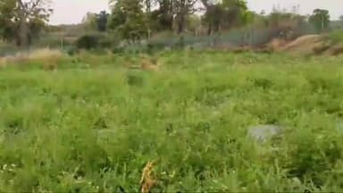 हज़ारीबाग: पुंदरी गांव में पहली बार हो रही चिया सीड व पीले तरबूज की खेती