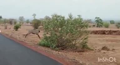 हटा: पानी की तलाश में सड़कों पर विचरण कर रही नीलगाय, बफरजोन मड़ियादो में नजर आ रहे वन्य जीव