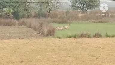 रहुई: प्रखंड के पैठना सहित उसके आसपास के इलाकों के किसान नीलगाय के आतंक से परेशान, फसल हो रही बर्बाद