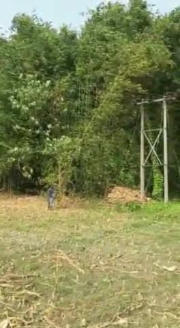 बरहरा: दिवरा धनी में बिजली के तार पर बाँस का बृक्ष गिरने से क्षेत्र में बिजली सेवा हुई बाधित