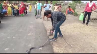 सिरोंज: ग्राम आमाढाना और नरेंद्र डेम से स्नेक सेवर परवेज ने 2 सांपों का किया रेस्क्यू, जंगल में छोड़ा