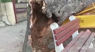 टूंडला: टूंडला रेलवे स्टेशन के समीप तेज आंधी में टूटकर गिरे दो पेड़, बाल-बाल बचे रेलयात्री