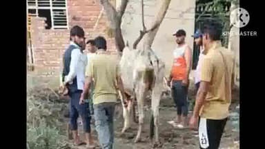 इसराना: गोरक्षा दल परढाना के सदस्यों ने खलीला गांव मे घायल गोवंश का किया उपचार, सुनील परढाना ने दी जानकारी