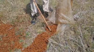 ବିଜେପୁର: କେ.ନୂଆଁପାଲି ଗ୍ରାମରୁ ବିପୁଳ ପରିମାଣର ମହୁଲ ପୋଚ ଜବତ