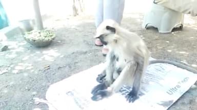 जयसिंहनगर: ग्राम पंचायत बुस्तार में हाईटेंशन तार की चपेट में आने से बंदर झुलसा, पशु चिकित्सक ने किया उपचार