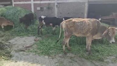 इंद्री: गांव जामुखला में यमुना नदी से यूपी जाते पशु तस्कर गाड़ी छोड़कर हुए फरार, गाड़ी व 9 पशुओं को पुलिस ने किया जब्त