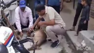 मुज़फ्फरनगर: छपार थाना क्षेत्र के गांव कासमपुर में कुत्तों के हमले से घायल हिरण का सीएएसएफ रोड सेफ्टी टीम के द्वारा किया गया उपचार