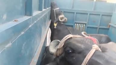 कानपुर: गोविंद नगर में अवैध रूप से ले जाए जा रही मवेशियों से भरी एक पिकअप गाड़ी को पुलिस ने पकड़ा, जांच में जुटी पुलिस