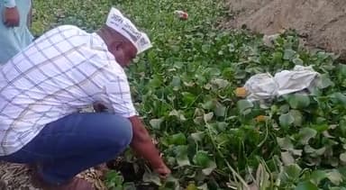 कटनी नदी जल कुंभी की चपेट में है इसे हटाना जरूरी है