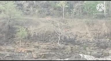 हुज़ूर: वाल्मी में एक साथ 6 बाघों का मूवमेंट देखा गया, लोगों की आवाजाही रोकने के लिए वन विभाग कर रहा मुनादी