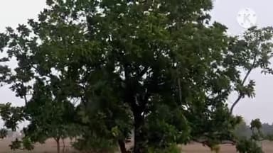 आंदर: प्रखंड क्षेत्र आंदर के विभिन्न गांवों में तेज आंधी व बारिश से 7 घंटे बिजली आपूर्ति रही बाधित