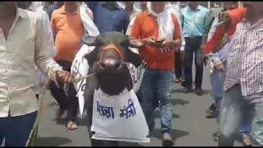 बीकानेर: शिक्षक संघ शेखावत ने शिक्षा निदेशालय से लेकर चौधरी भीमसेन सर्किल तक भैंस के साथ निकाली रैली