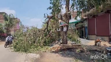 मसौढ़ी: नगर मुख्यालय और श्याम नगर में 11 केवी बिधुत तार पर गिरी पेड़, तीन घंटे विद्युत आपूर्ति रही बाधित।