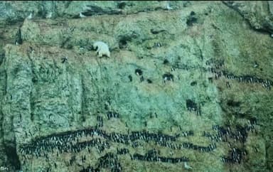 अपनी जिंदगी को खतरे में डालकर खड़ी चढ़ाई पर फंसा हुआ है गर्मियों में बर्फ पिघलने के साथ पोलर बियर को इस तरह का संघर्ष करना पड़ता है   परिस्थितियों के लिहाज से जान जोखिम में डालकर पशुओं को चारे के लिए जाना पड़ता है