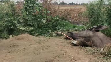 अलेवा: शाहपुर में मोबाइल कंपनी द्वारा खोदे गए गड्ढे में गिरने से भैंस की हुई मौत, ग्रामीणों में रोष