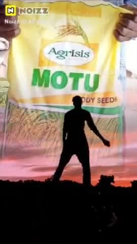 श्री तेजा-1111, मोटा में, 115-120 दिन सबसे ज्यादा उत्पादन