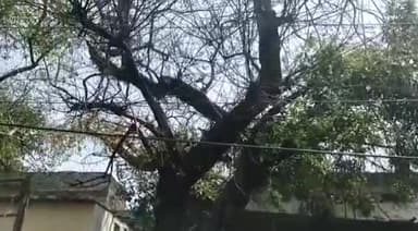 कानपुर: किदवई नगर थाने के अंदर पेड़ में लगी आग, फायर ब्रिगेड ने पाया आग पर काबू