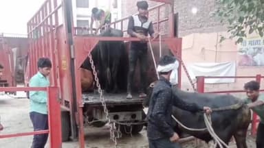 पानीपत: नगर निगम की टीम ने विकासनगर अमर भवन चौक से 31 बेसहारा गोवंशों को पकड़कर भेजा गौशाला