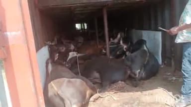 सिवनी: सिवनी बायपास से कोतवाली पुलिस ने कंटेनर में भरकर जा रहे मवेशी किए बरामद मामला दर्ज कर की जा रही विवेचना