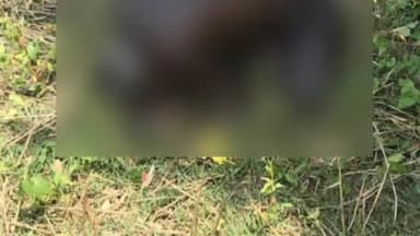 अररिया: सिकटी थाना क्षेत्र में एक अज्ञात शव मिलने से इलाके में फैली सनसनी पुलिस छानबीन में जुटी।