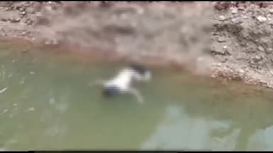 मंदसौर: लापता नाबालिग बालिका की पित्याखेड़ी के पास एक खाई में मिली लाश, पुलिस ने मर्ग कायम कर जांच की शुरू