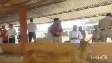 महसी: CM योगी आदित्यनाथ के जन्मदिवस पर कटहा स्थित गो आश्रय स्थल पर विहिप के कार्यकर्ताओं ने गायों को खिलाया गुड़, केला व पूरी