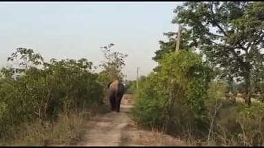 नूरसराय: मुजफ्फरपुर गांव पहुंचा जंगल से भटका हाथी, ग्रामीणों में मचा हड़कंप