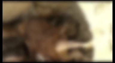 मेरठ: मृत गोवंशों को लोहियानगर डंपिंग ग्राउंड में दबाने पर हिंदू संगठनों ने किया हंगामा, उठाई मौत के कारणों की जांच की मांग