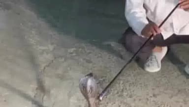 करनाल: सेक्टर 33 घर में सांप मिलने से फैली सनसनी स्नेक मैन सतीश  ने पहुंचकर शॉप पर पाया काबू