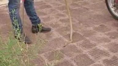 ଜଟଣୀ: ଜଟଣୀ ପ୍ରାଣୀ ଚିକିତ୍ସାଳୟରୁ ୪ ଫୁଟ ଲମ୍ବର ବିଷଧର ନାଗ ସାପ ଉଦ୍ଧାର