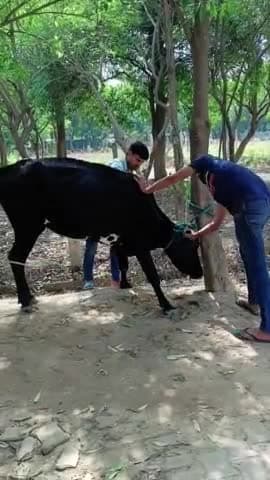 गौतम बुद्ध नगर: chotil gau mata ka ilaaj kiya #viral #shortvideo #trending #motivationl
