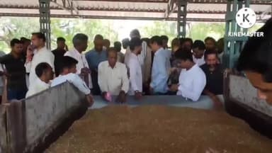 बड़ौद: आज बडौद कृषि उपज मंडी में ₹2300 के उच्चतम भाव से बिकी गेहूं की फसल, 900 बोरी उपज की रही आवक