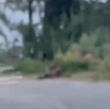 कोटगढ़: कोटगढ़ के शथला संपर्क मार्ग पर दिखे दो तेंदुए, लोगों ने वन विभाग से की पिंजरा लगाने की मांग